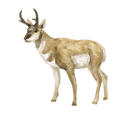 Watercolor illustration with pronghorn. Beautiful wild prairie animal isolated on white background. 