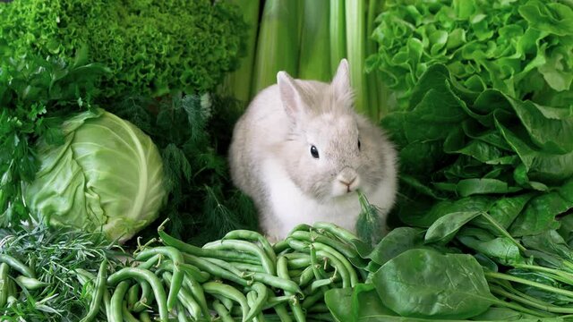 rabbit, salad, bunny, chinchilla rabbit, adorable, animal, asparagus, baby, background, chinchilla, color, corn, cos lettuce, cute, decorative, deep green, dill, domestic, ears, easter, eat, farm, few