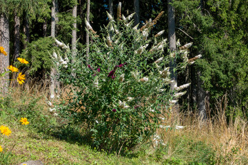 Buddleja . SOMMERFLIEDER . BUTTERFLY BUSH