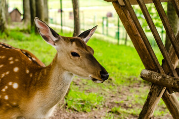 Sika deer Cervus nippon also known as the spotted deer female portrait. 
