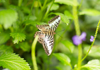 Moth, Butterfly, brown wings, white stripes, white spots resting on a green leaf