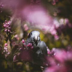 Timneh African Grey Parrot on the apple tree in spring garden