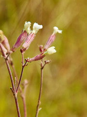 Silene vulgaris