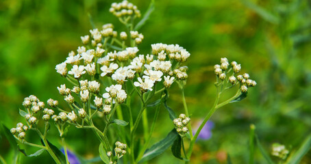 Capsella bursa-pastoris