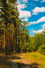  Road in pine forest, blue sky with clouds