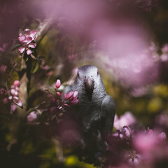 Timneh African Grey Parrot on the apple tree in spring garden