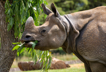 rhino in a zoo feeding on leaves - obrazy, fototapety, plakaty