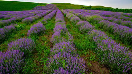 purple lavender on the green plain of the farmer on a beautiful summer day