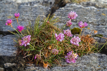 Strandnelke an  einer Felsküste