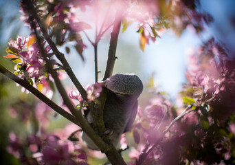 Timneh African Grey Parrot on the apple tree in spring garden