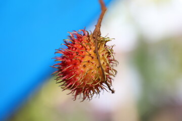 close up of a rambutan