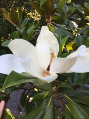 Fototapeta na wymiar Magnolia white flower