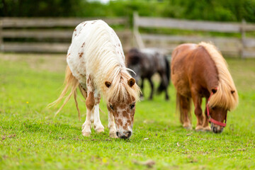 Mini pony is grazing on a green meadow