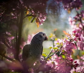 Timneh African Grey Parrot on the apple tree in spring garden