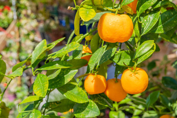 Close up fresh and natural oranges onorange tree. 