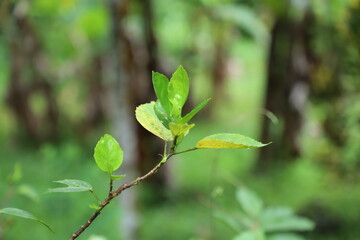 green leaves on a branch