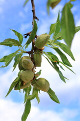 Fototapeta premium New harvest of almonds, almonds on the tree, Pfalz in Germany