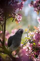 Timneh African Grey Parrot on the apple tree in spring garden