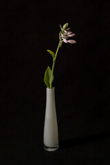 Blooming Hosta on a black background
