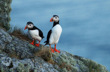 Fototapeta premium Two Atlantic puffins standing on a rocky cliff on Norwegian coastline