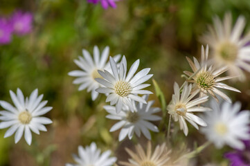 Obraz premium Xeranthemum annuum white and violet immortelle flowers in bloom, group of flowering plants in the garden