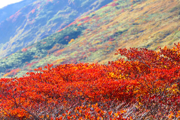 栗駒国定公園、紅葉の栗駒山。栗原、宮城、日本。10月上旬。