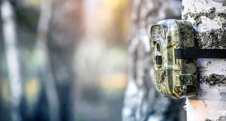 Camera trap mounted on birch tree in forest for wild animals location monitoring.