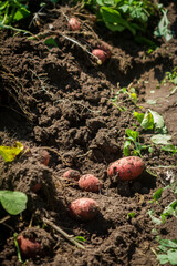 Fresh potato harvest