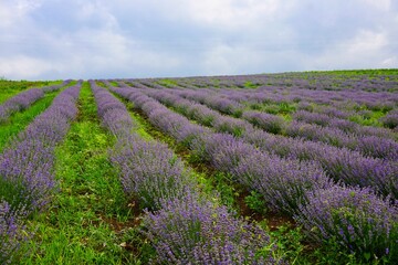 Fototapeta na wymiar lavender field in serbia