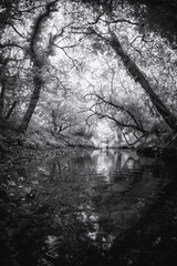 Infrared woodland in black and white cornwall uk 