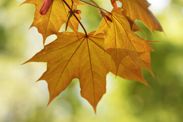 Maple tree with sunlit leaf in autumn evening