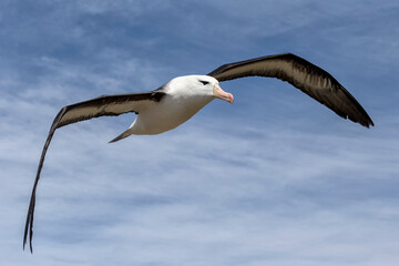 Black browed Albatross in flight