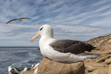Black browed Albatross on nest
