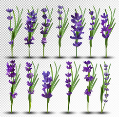 Bunch beautiful violet flowers. Lavender isolated on white background. Fragrant bunch lavender. Tender bouquet of lavender. 3d vector illustration © YustynaOlha