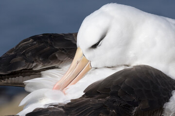 Black browed Albatross preening