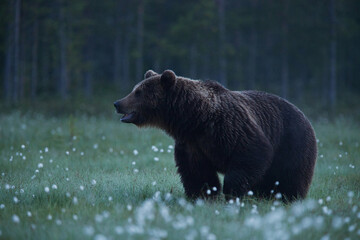 Plakat A large Brown bear called Brutus looking for some food during nighttime in a Finnish swamp near Russian border