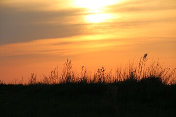 Naklejka na ściany i meble Grass against the sunset sky