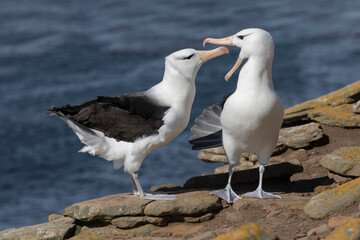 Black browed Albatross courtship display