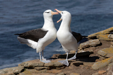 Black browed Albatross courtship display