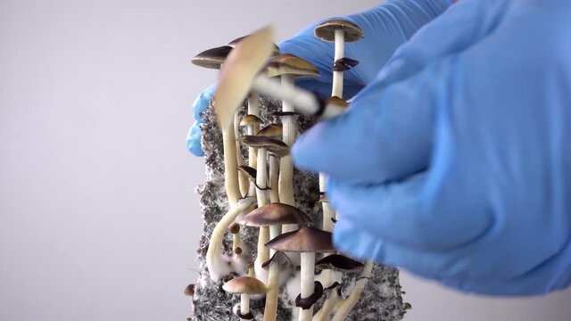 Psilocybe cubensis is a hallucinogenic mushroom. Harvest of mushrooms. The sacred mushroom of the Mazatec tribe. The magic cult.