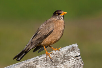 Falkland Thrush adult