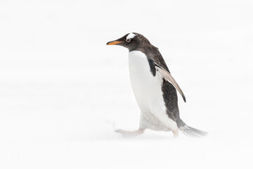 Fototapeta premium Gentoo Penguin in a whiteout sandstorm