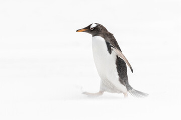 Gentoo Penguin in a whiteout sandstorm