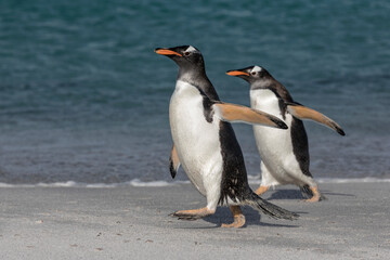 Gentoo Penguin pair walking along the beach