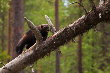 Wolverine climbing on a old tree to find some food, shot in Northern Karelia, FInland
