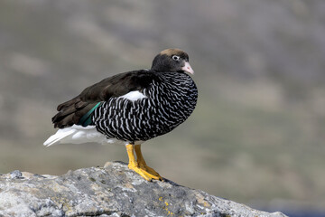 Kelp Goose female