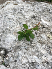 green leaf on stone