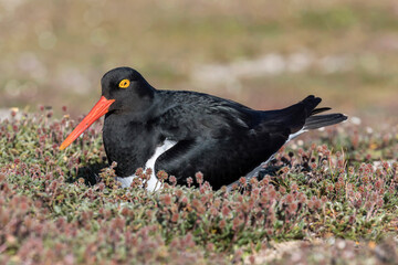 Magellanic Oystercatcher on nest