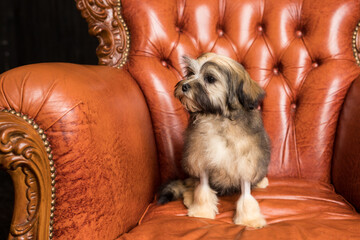 A little brown Bichon Lion look away