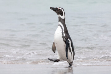 Magellanic Penguin walking along a Falklands beach